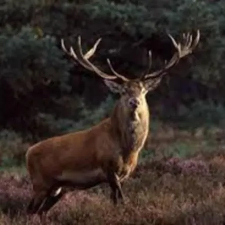 Chalé Cozy Chalet 2-4 Pers I Forest I Veluwe