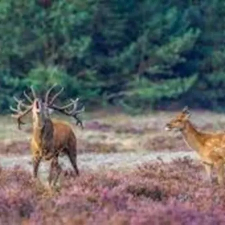 Cozy Chalet 2-4 Pers I Forest I Veluwe *